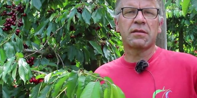 Bei Thomas Schwarz aus Rüfenach AG geht diese Woche die Kirschenernte los. (Bild Screenshot rü)