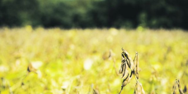 Die Bio-Futtersoja-Flächen in der Schweiz steigen bereits leicht an, weil Wiederkäuer im Biosektor ab 2022 nur noch mit Schweizer Futter gefüttert werden dürfen. (Bild Hansjürg Jäger)