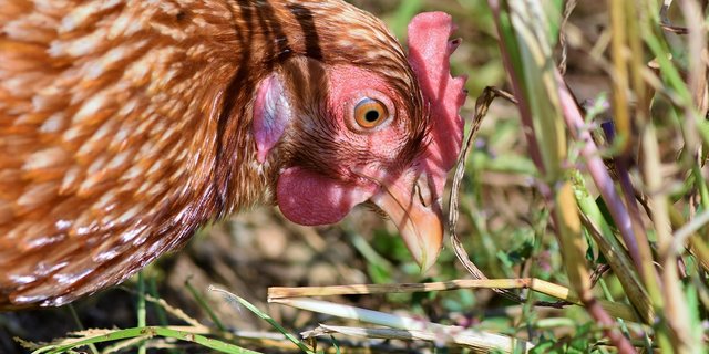 (Symbolbild Pixabay)