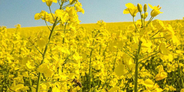 Der Anbauablauf weist für die beiden Ölsaaten Sonnenblumen und Raps grosse Unterschiede auf. Speziell die Ernte kann bei beiden Kulturen mitunter heikel sein.
