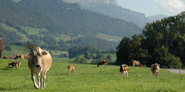 Alois Kapfer bezeichnet die naturnahe Beweidung als vergessenen Schlüsselfaktor für den Erhalt der Biodiversität. (Bild BauZ)