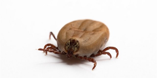 Zecken sind Überträger der Krankheiten Lyme-Borreliose und Frühsommer-Meningoenzephalitis. (Bild Fotolia) 