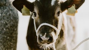 Das Interesse von Swissgenetics an der In-vitro-Fertilisation begründet sich in der nächsten Generation Stiere.