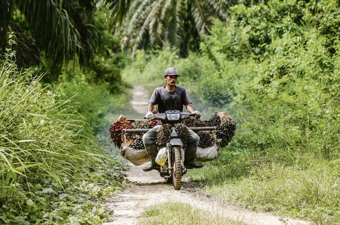 Ein Mitarbeiter einer Palmölplantage transportiert geerntete Palmnüsse auf seinem Töff im Dorf Seumanahy Jaya. Indonesien ist der grösste Palmölproduzent der Welt. (Bild EPA/Hotli  Simanjuntak)