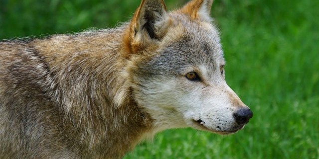 Nach dem illegalen Abschuss laufen die Ermittlungen zur Täterschaft. (Symbilbild Pixel-mixer/Pixabay)