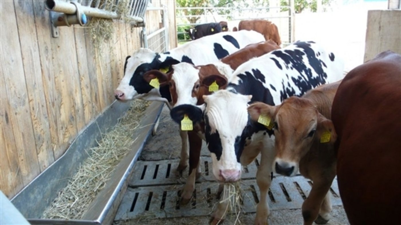 ür Tränker soll es schon bald eine bestimmte Mindesthaltedauer auf dem Betrieb geben. Diese will es die Arbeitsgruppe «Tränkergesundheit und Tränkerschlachtung» ab dem kommenden Oktober einführen. (Bild zVg)