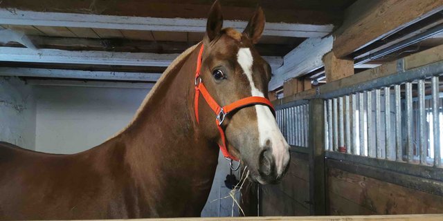 Derweil die Feldtests nicht stattfinden können, stauen sich in den Ställen die dreijährigen Pferde zurück. (Bild sb)