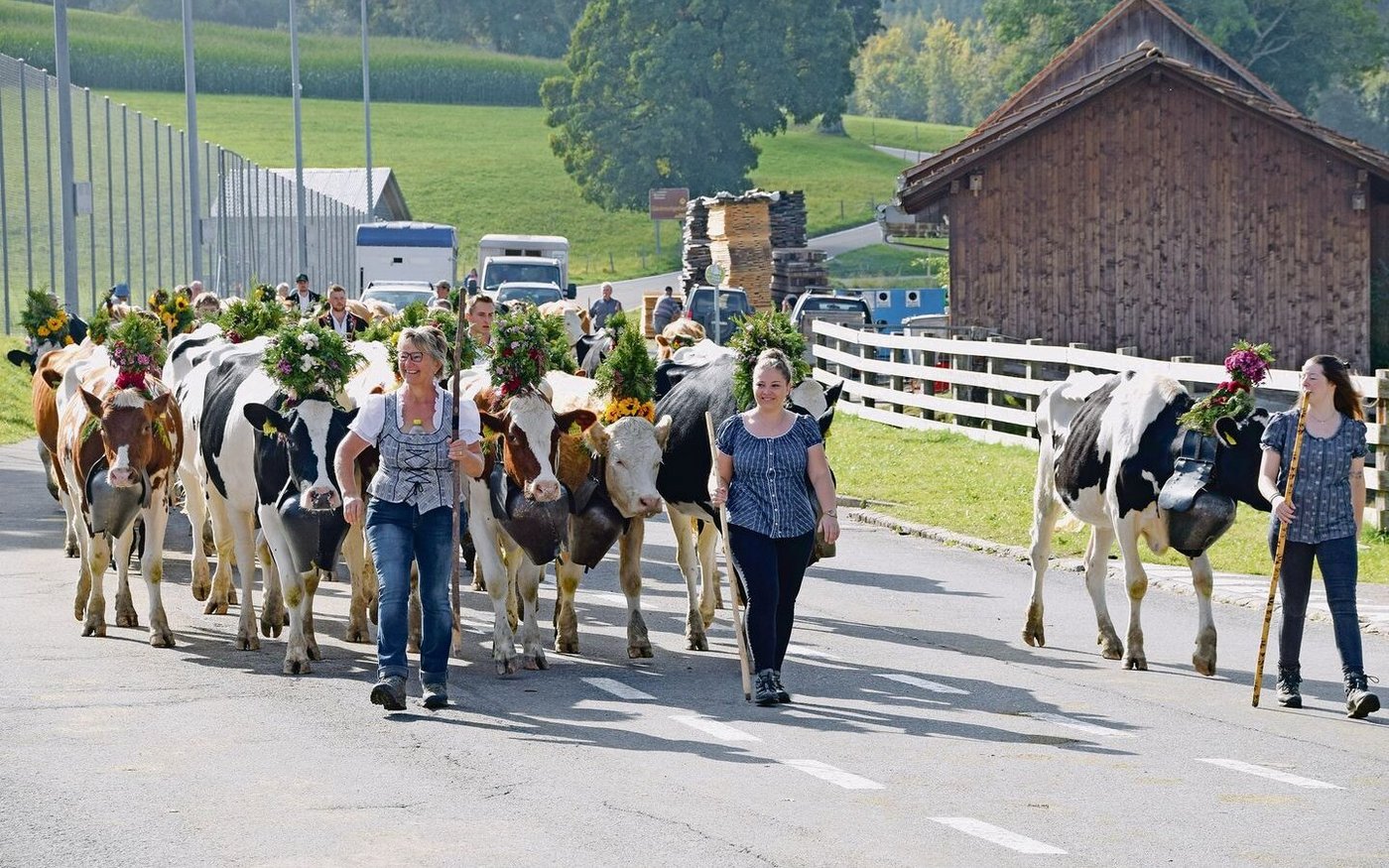 Schön geschmückt sind die Rinder von der Alp Schwarzeburgere. Die Züglete marschiert vom Zollhaus her über Riffenmatt und geht dann weiter bis nach Schwarzenburg.