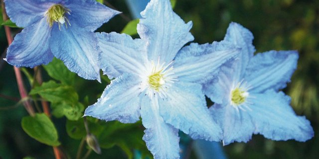 Die Qual der Wahl: Clematis beeindrucken gibt es in weiss, rosa, blau, violett und gelb. Im Bild Clematis-Hybride 'Blue Angel'.