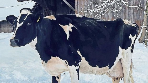 Im Dezember überschritt die Holsteinkuh Guido Helvetia die stolze Marke von 150 000 Kilogramm. Hans Moser erzählt stolz ihre Geschichte. 