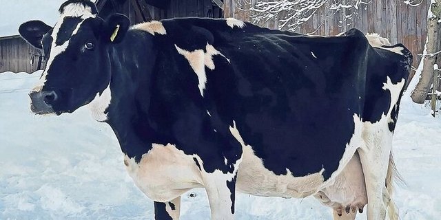Im Dezember überschritt die Holsteinkuh Guido Helvetia die stolze Marke von 150 000 Kilogramm. Hans Moser erzählt stolz ihre Geschichte. 