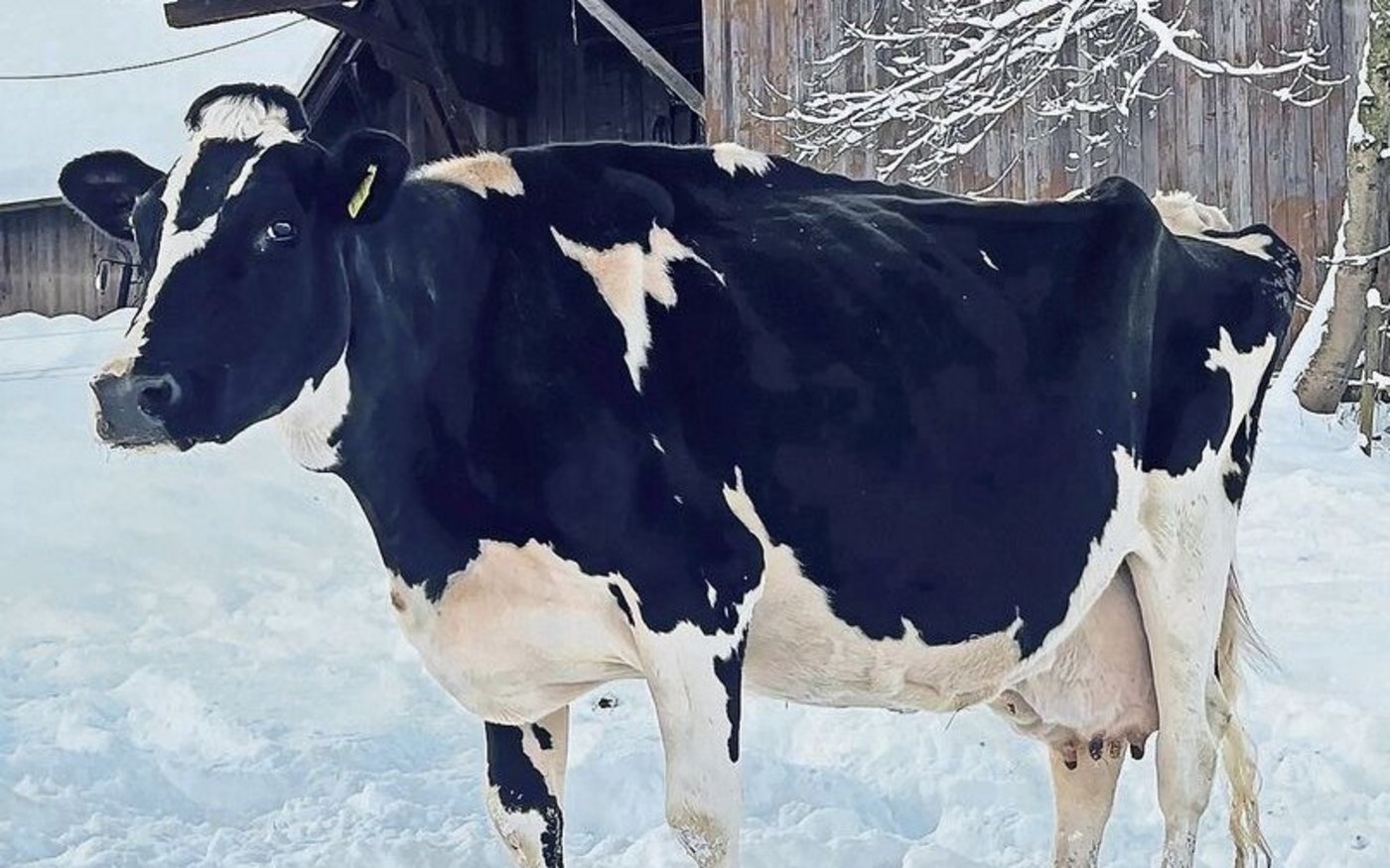 Im Dezember überschritt die Holsteinkuh Guido Helvetia die stolze Marke von 150 000 Kilogramm. Hans Moser erzählt stolz ihre Geschichte. 