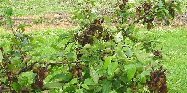 Von Feuerbrand befallener Apfelbaum. (Symbolbild  FAW)