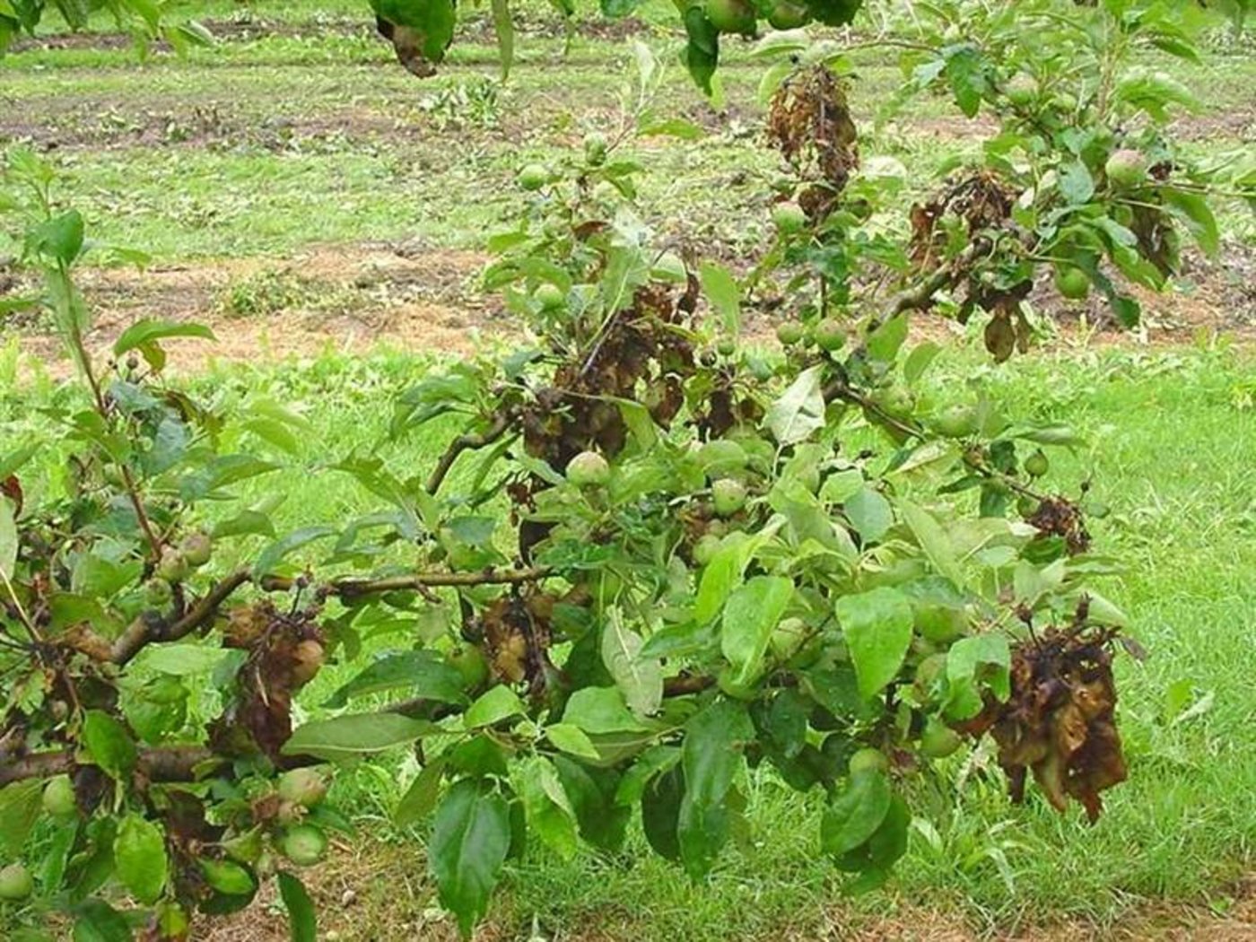 Von Feuerbrand befallener Apfelbaum. (Symbolbild  FAW)