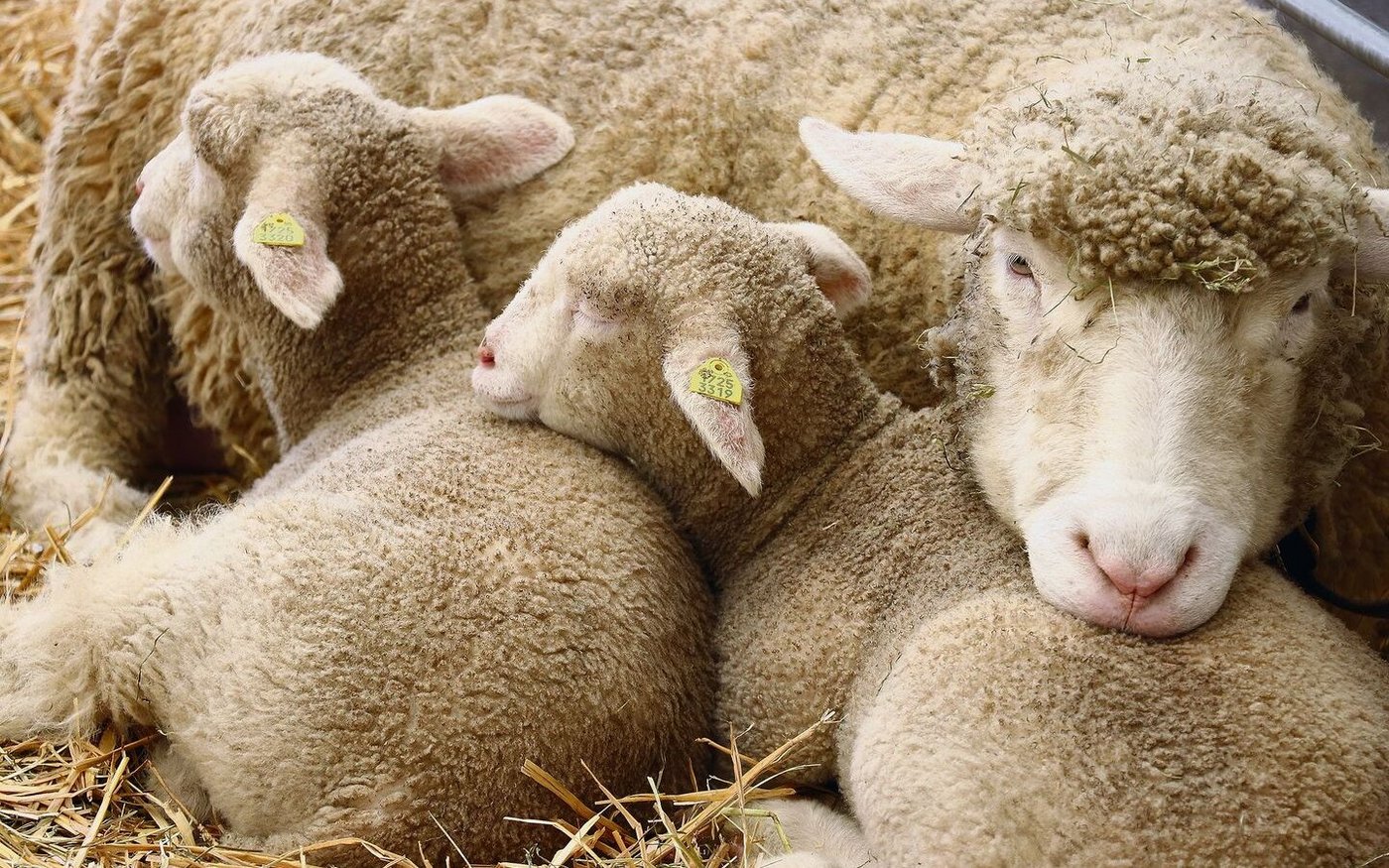 Bis zu 2 kg Gewichtsverlust pro Säugemonat sei bei den Kleinwiederkäuern tolerierbar, schreibt unsere Fachfrau.