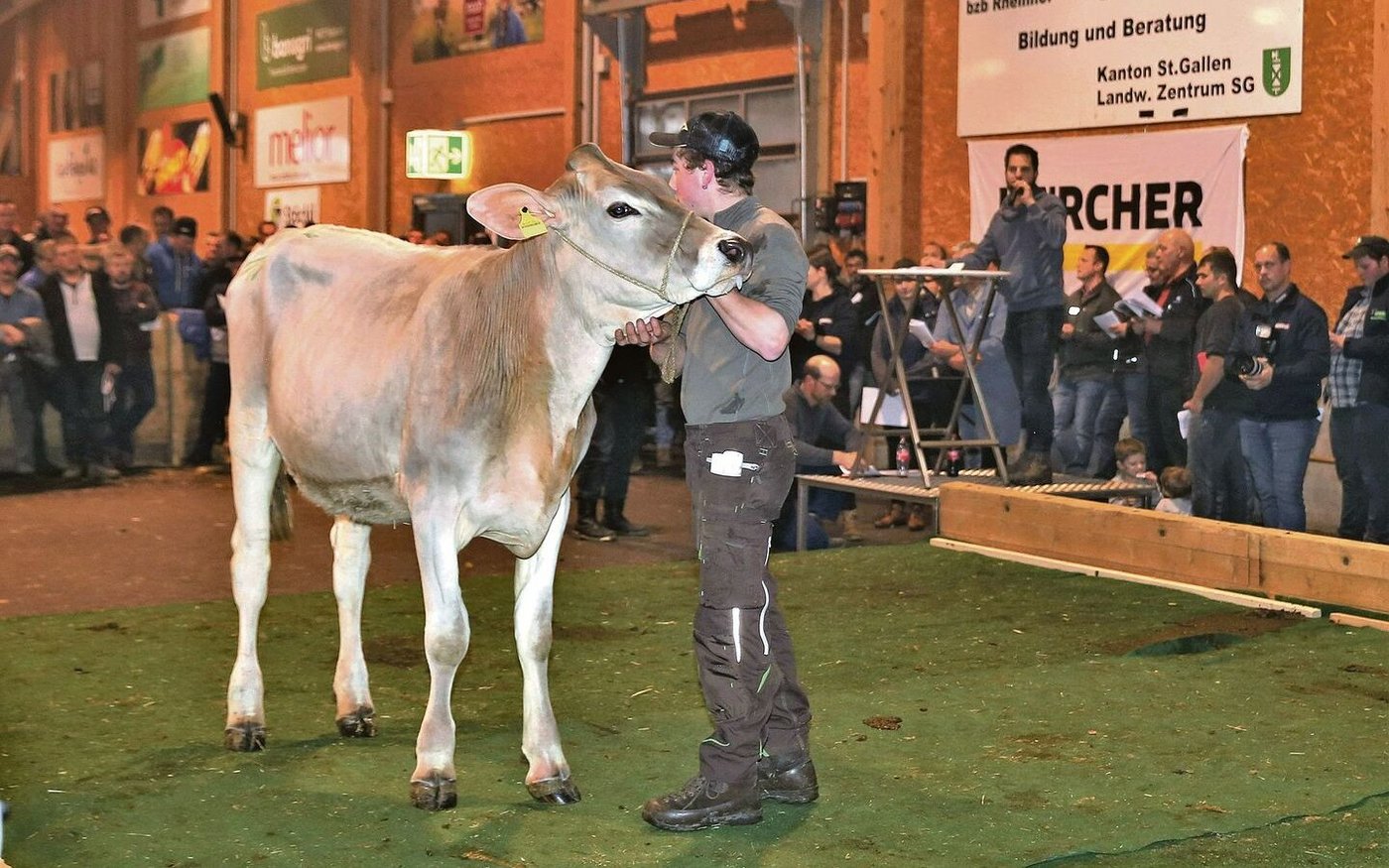 Die 17 Monate alte Noro-Tochter Zika von Christian Eggenberger aus Gams präsentierte sich mit viel Eleganz. Auktionator Matthias Süss konnte sie für 5000 Franken einem neuen Besitzer zuschlagen.