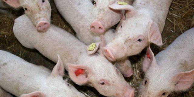 Ab 2021 werden 220'000 Schweine auf 371 Coop Naturafarm Porc-Betrieben unter der Verantwortung der IP-Suisse stehen und vom Schweizer Tierschutz kontrolliert werden. (Bild landwirtschaft.ch /Dominic Meyerhans)