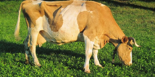 Welche Faktoren beeinflussen die Nutzungsdauer von Milchkühen? Das untersuchen FiBL, Agridea, HAFL und weitere Partner.