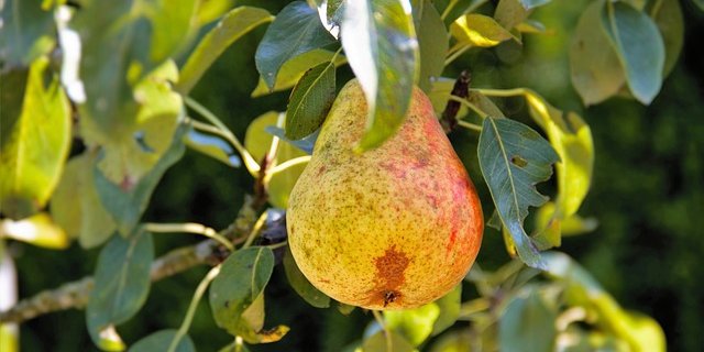 Für eine qualitativ hochwertige Ernte in der kommenden Saison müssen die Bäume jetzt zurückgeschnitten werden. (Bild Pixabay)