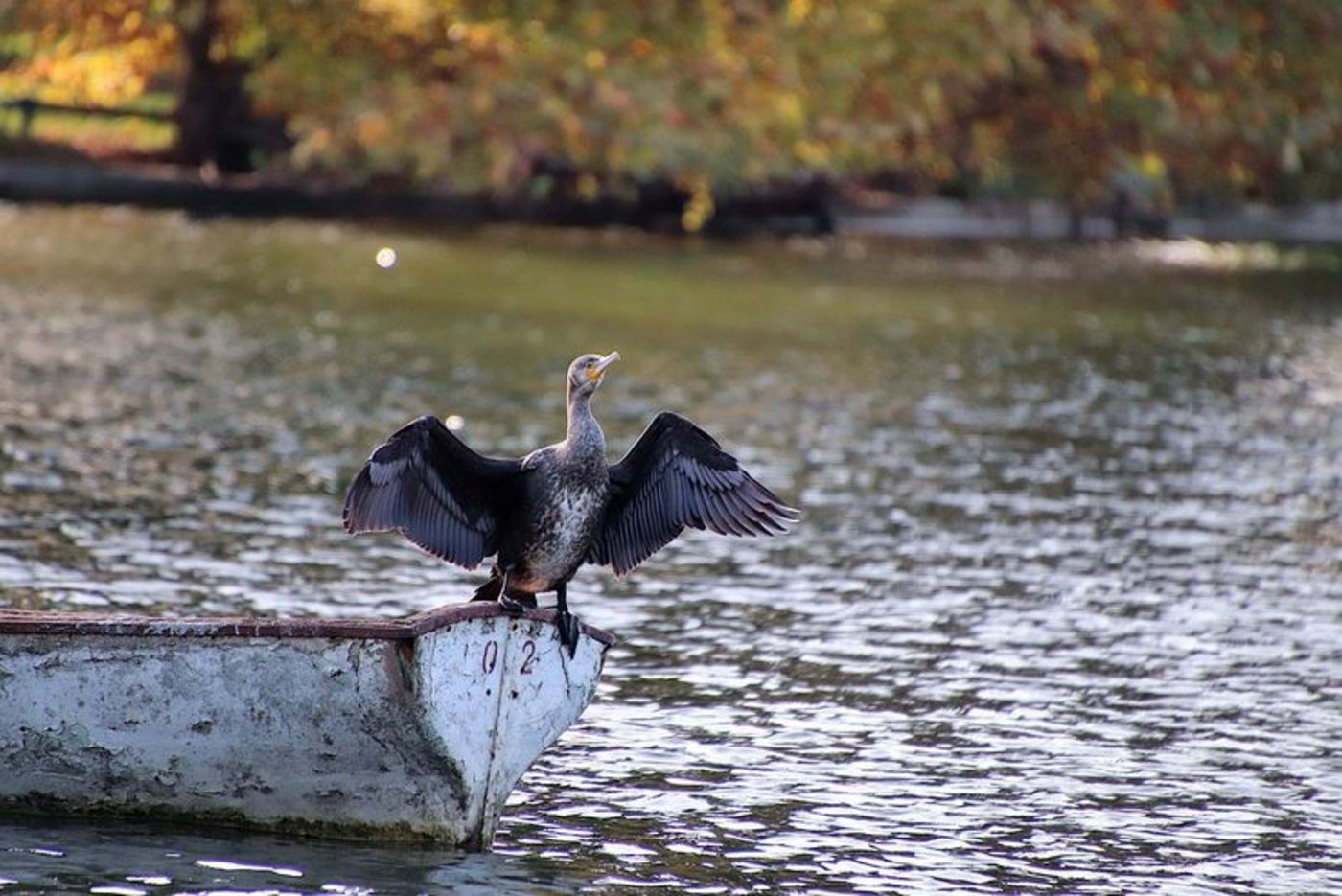  Kormorane fressen fast ausschliesslich Fisch. (Bild pixabay) 