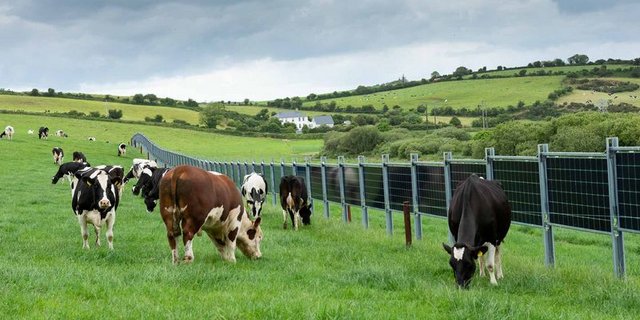 APV-Anlage in Irland auf einer Kuhweide. (Bild Next2Sun)