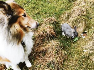 Teil des Trainings von Sandra Weber: Der Hund lernt, auch mit natürlichen Beutetieren auszukommen.(Bild Michael Götz)