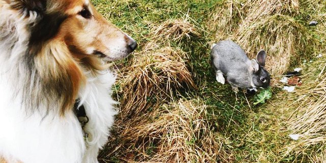 Teil des Trainings von Sandra Weber: Der Hund lernt, auch mit natürlichen Beutetieren auszukommen.(Bild Michael Götz)