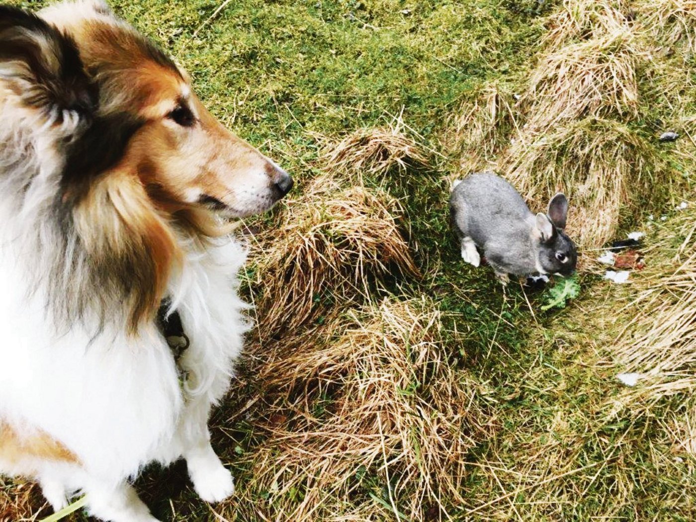 Teil des Trainings von Sandra Weber: Der Hund lernt, auch mit natürlichen Beutetieren auszukommen.(Bild Michael Götz)