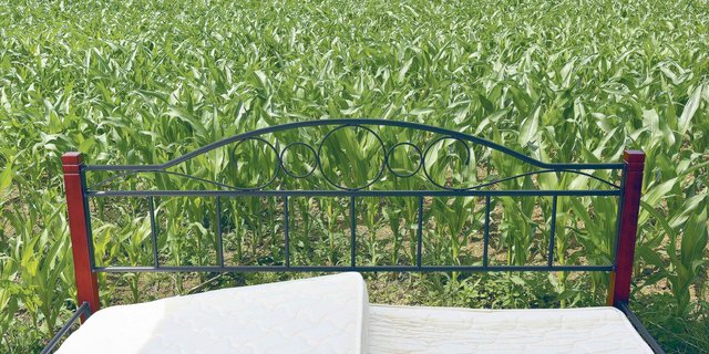 Schlafen unter freiem Himmel auf dem Maisfeld. Dieses Erlebnis bietet der Hof Tschannen im thurgauischen Illighausen. (Bild Urs Oskar Keller)