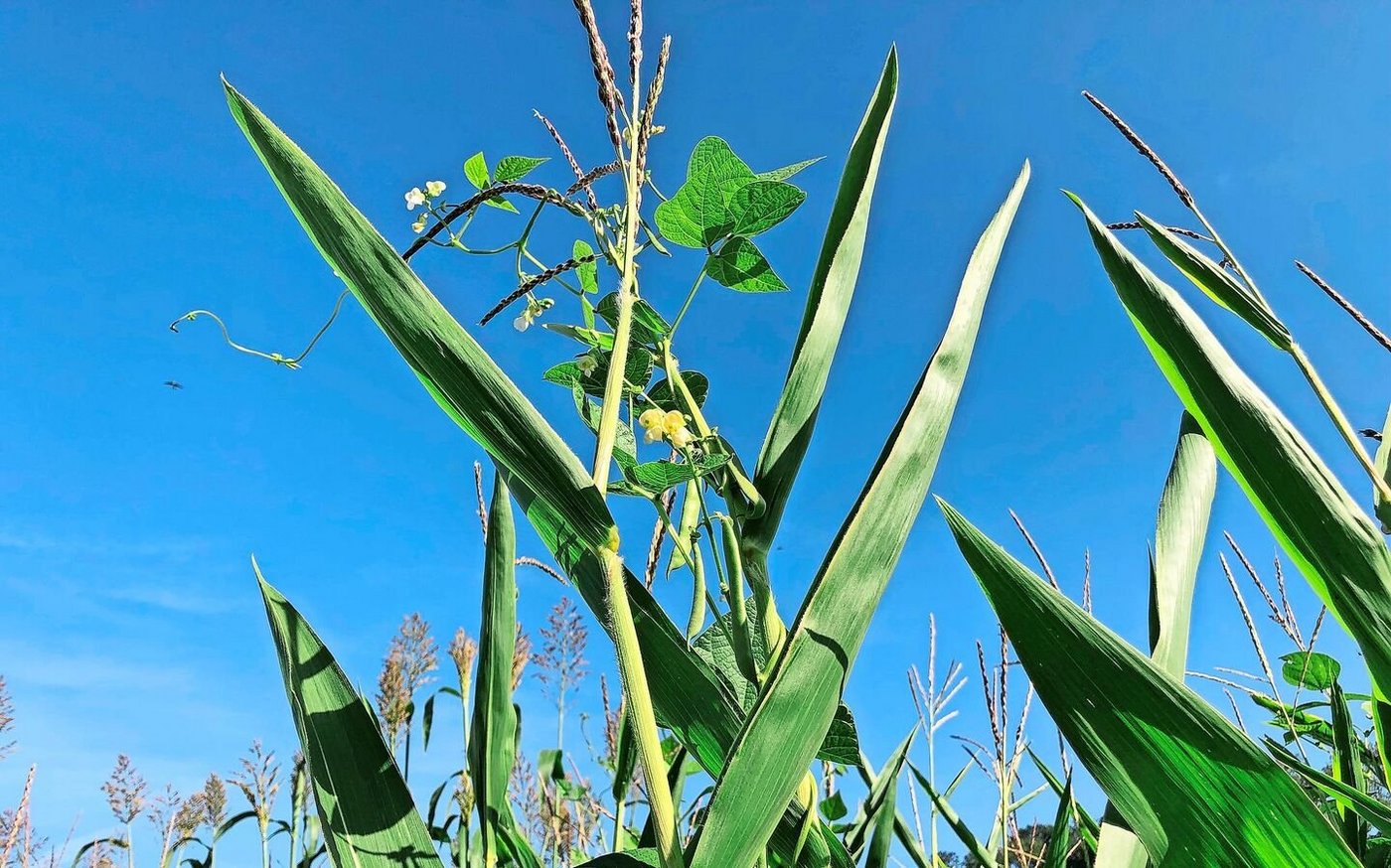 Als Leguminose fixieren die Bohnen Stickstoff, der Mais und Sorghum zugutekommen dürfte. 