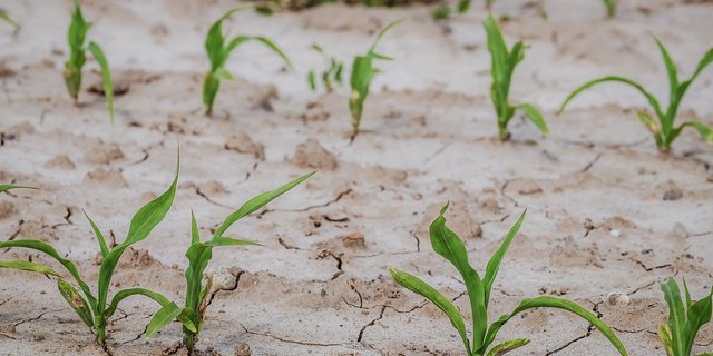 Der Klimawandel bringt sowohl Trockenheit als auch vermehrt Starkregen – beides Herausforderungen für die Landwirtschaft weltweit. (Bild Pixabay)