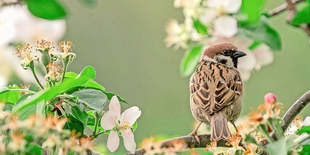Im Gegensatz zum Hausspatz hat der Feldspatz einen braunen (statt grauen) Kopf und einen schwarzen Fleck auf der Wange. Männchen und Weibchen sehen bei dieser Sperlingsart gleich aus.