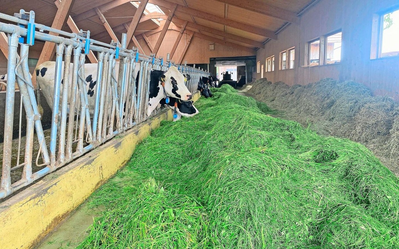 Die Bäuerin ist täglich im Kuhstall. Unter anderem gehört die Versorgung der Kälber zu ihren Aufgaben.