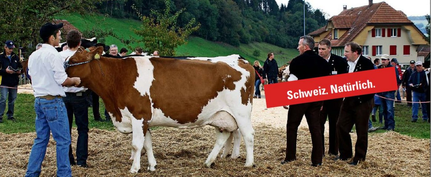 Die Viehschauen sollen den Werbebalken der Absatzförderung tragen. Ab kommendem Jahr sollen sie unter dem Absatzförderungsprojekt der ASR laufen. (Bild: sb / Montage: rd)