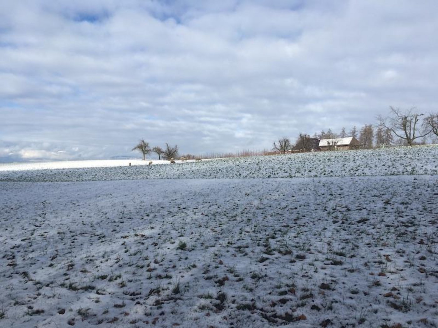 Die Landwirtschaft ist zwar der Wirtschaftszweig mit der grössten Flächennutzung, aber nicht alleine für Umweltprobleme verantwortlich. Trotzdem gibt es für keinen anderen Sektor definierte Umweltziele. (Bild jsc)