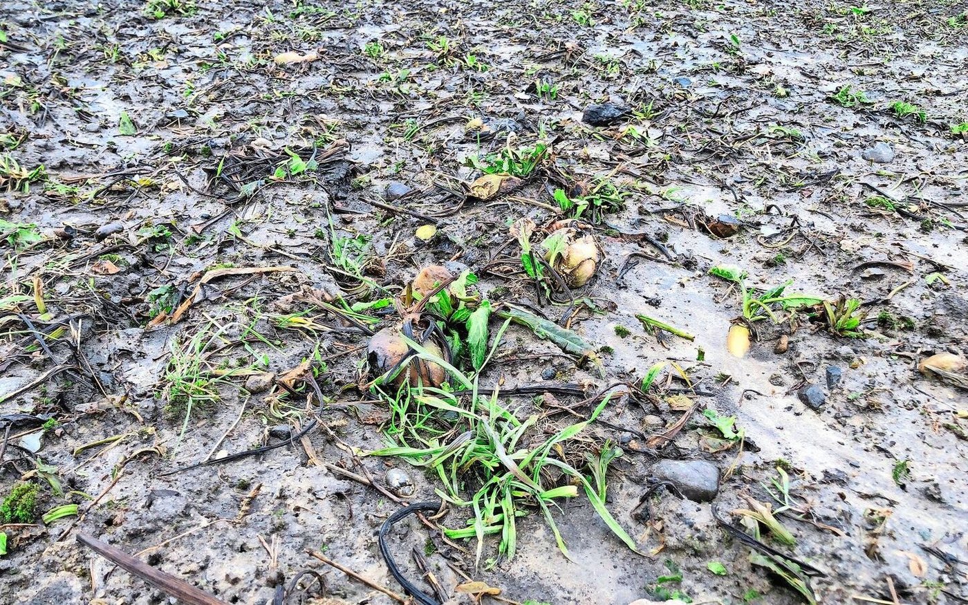 Auch eine geringe Bedeckung durch Erntereste (z. B. Zuckerrüben) beeinflusst den Wasserhaushalt.
