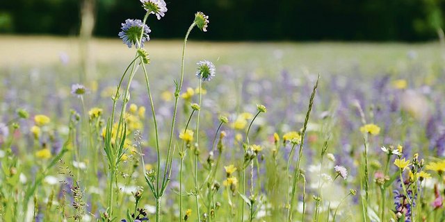 Bei extensiven Wiesen sei der Standort besonders entscheidend, sagen die befragten Produzentinnen und Produzenten. (Bild BauernZeitung)