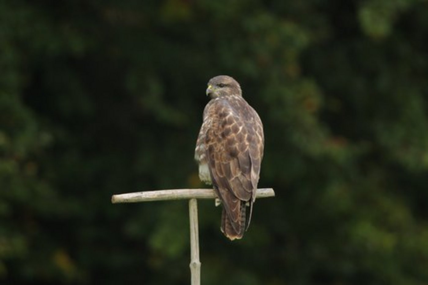 Ein Mäusebussard wartet auf einer Sitzstange auf Beute. (Bild: Patrick Donini/Vogelwarte)