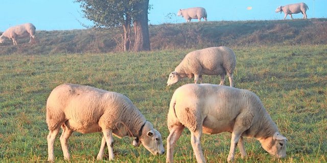Während die Blauzungenkrankheit bei den Rindern meist mild verläuft, verursacht sie bei Schafen schwere Symptome. Eine Impfung ist in der Schweiz nicht zugelassen 