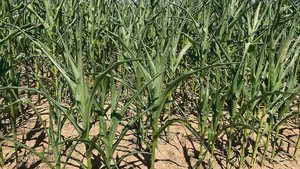 Mais hat gerne heiss Mais hat gerne heisse Temperaturen und stellt eigentlich geringe Wasseransprüche. Aber was zu viel ist, ist zu viel. Die Blätter rollen sich ein und darben. Das wird den Ertrag schmälern.