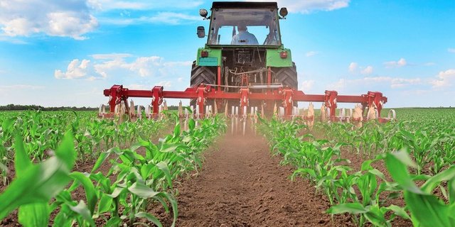 Als klassische Hackfrucht schätzt der Mais mechanische Hackdurchfahrten. Neben der Unkrautbekämpfung regen sie die Mineralisierung an und bringen Luft in den Boden. 