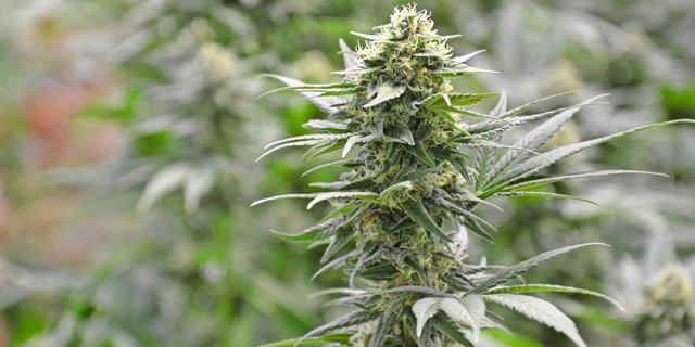 Entscheidend für die gesetzliche Regelung ist der THC-Gehalt des Hanfs.