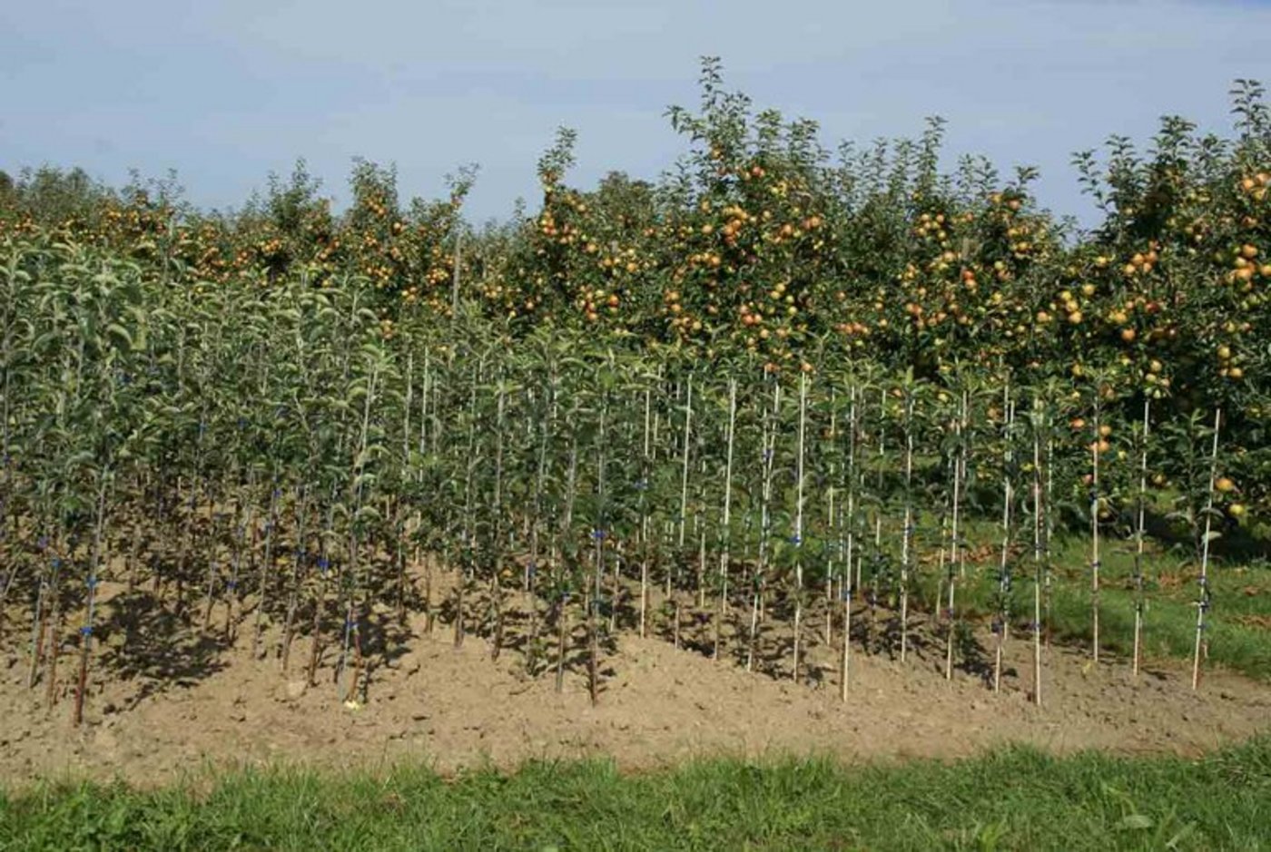 In Deutschland geht die Zahl der Baumschulen drastisch zurück. (Bild jr)