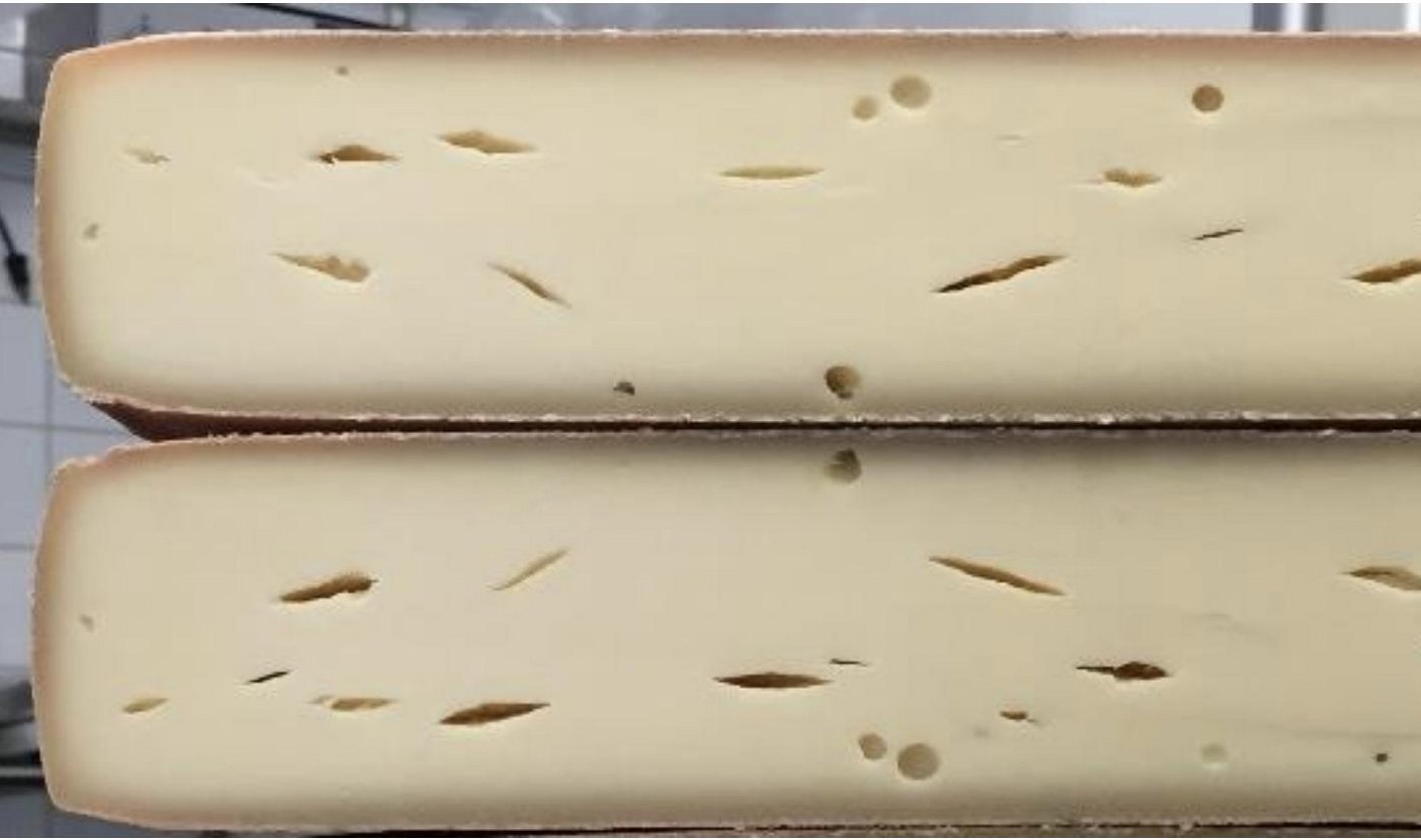 : Raclettekäse mit fehlerhafter Lochung verursacht durch eine Propionsäuregärung. (Bild Merkblatt Agroscope)
