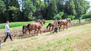 Ackern wie zu Urgros Ackern wie zu Urgrossvaters Zeiten: Der richtige Umgang mit Gespann und Pflug will gelernt sein.