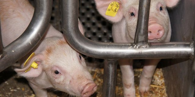 Das Absetzen ist eine enorme Umstellung für die Ferkel, da sie nicht mehr regelmässig Muttermilch aufnehmen können. (Bild ji) 