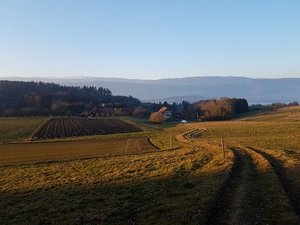 Wie könnte man den Selbstversorgungsgrad der Schweiz erhöhen – und sollte man das tun? Bäuerinnen und Bauern sorgen für Versorgungssicherheit. Aber alles lässt sich in der Schweiz nicht produzieren. (Bild ji)
