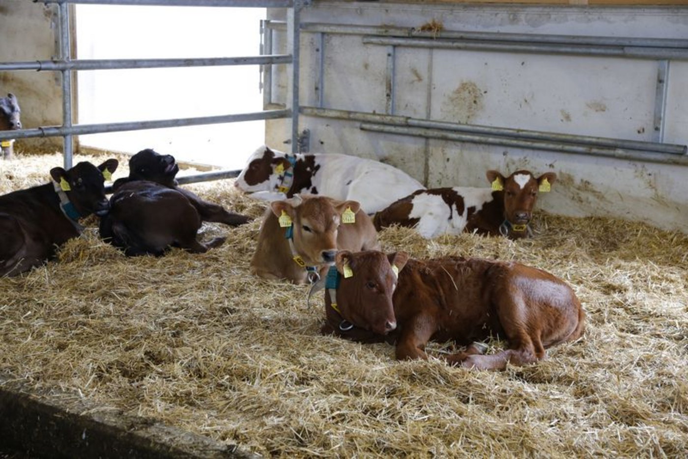 Die Tiergesundheit wird überwacht, um die Seuchenlage, die Entwicklungstendenz sowie die regionale Verteilung von Ausbrüchen zu dokumentieren. (Bild lid / ji)