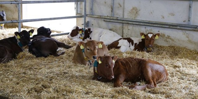 Die Tiergesundheit wird überwacht, um die Seuchenlage, die Entwicklungstendenz sowie die regionale Verteilung von Ausbrüchen zu dokumentieren. (Bild lid / ji)