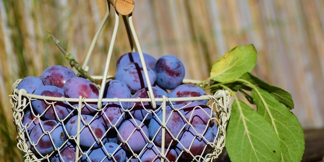 Die Zwetschgensaison dauert bis Anfang Oktober. (Bild congerdesign/pixabay)